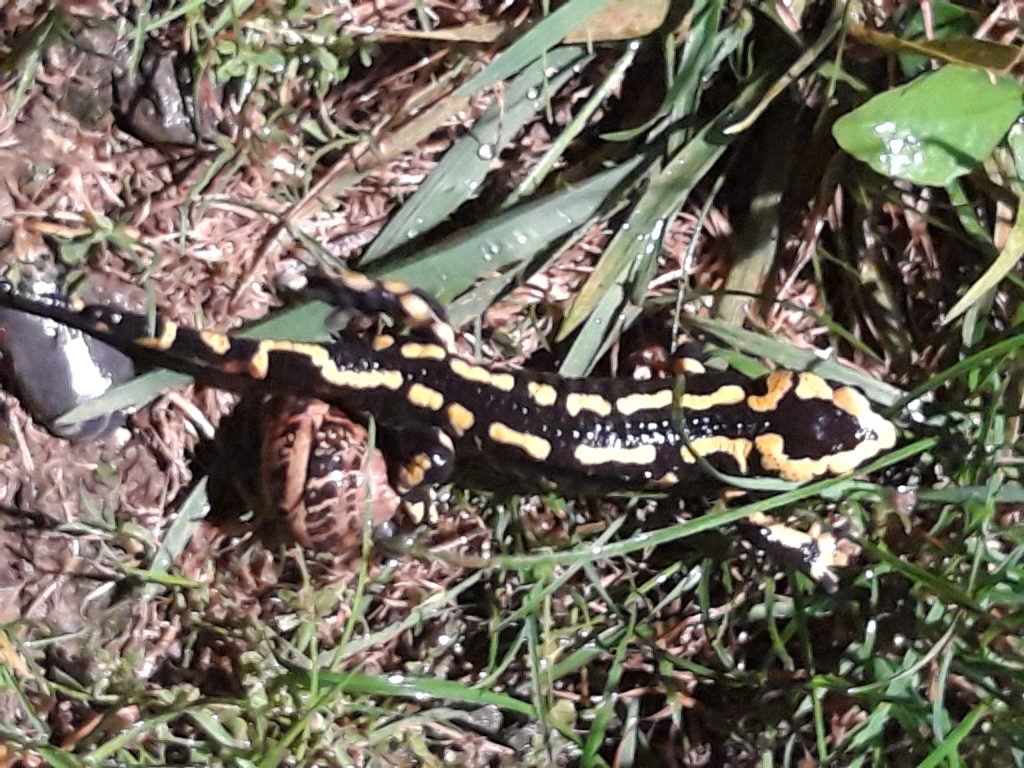 Salamandre tachetée, femelle